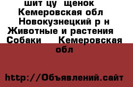 шит-цу  щенок. - Кемеровская обл., Новокузнецкий р-н Животные и растения » Собаки   . Кемеровская обл.